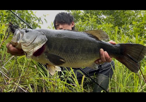 ラージマウスバスの釣果