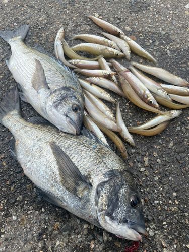 チヌの釣果