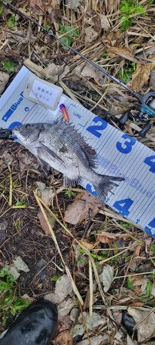 チヌの釣果