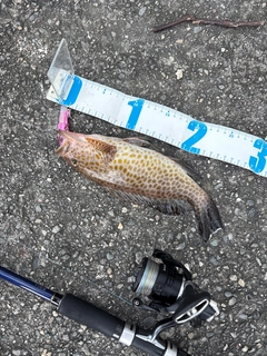 オオモンハタの釣果