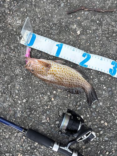 オオモンハタの釣果