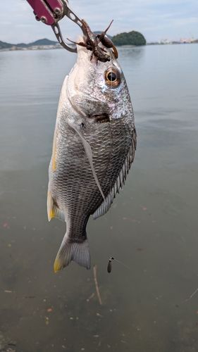 キビレの釣果