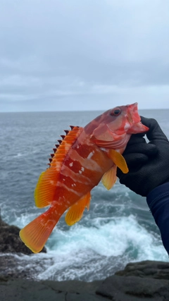 アカハタの釣果
