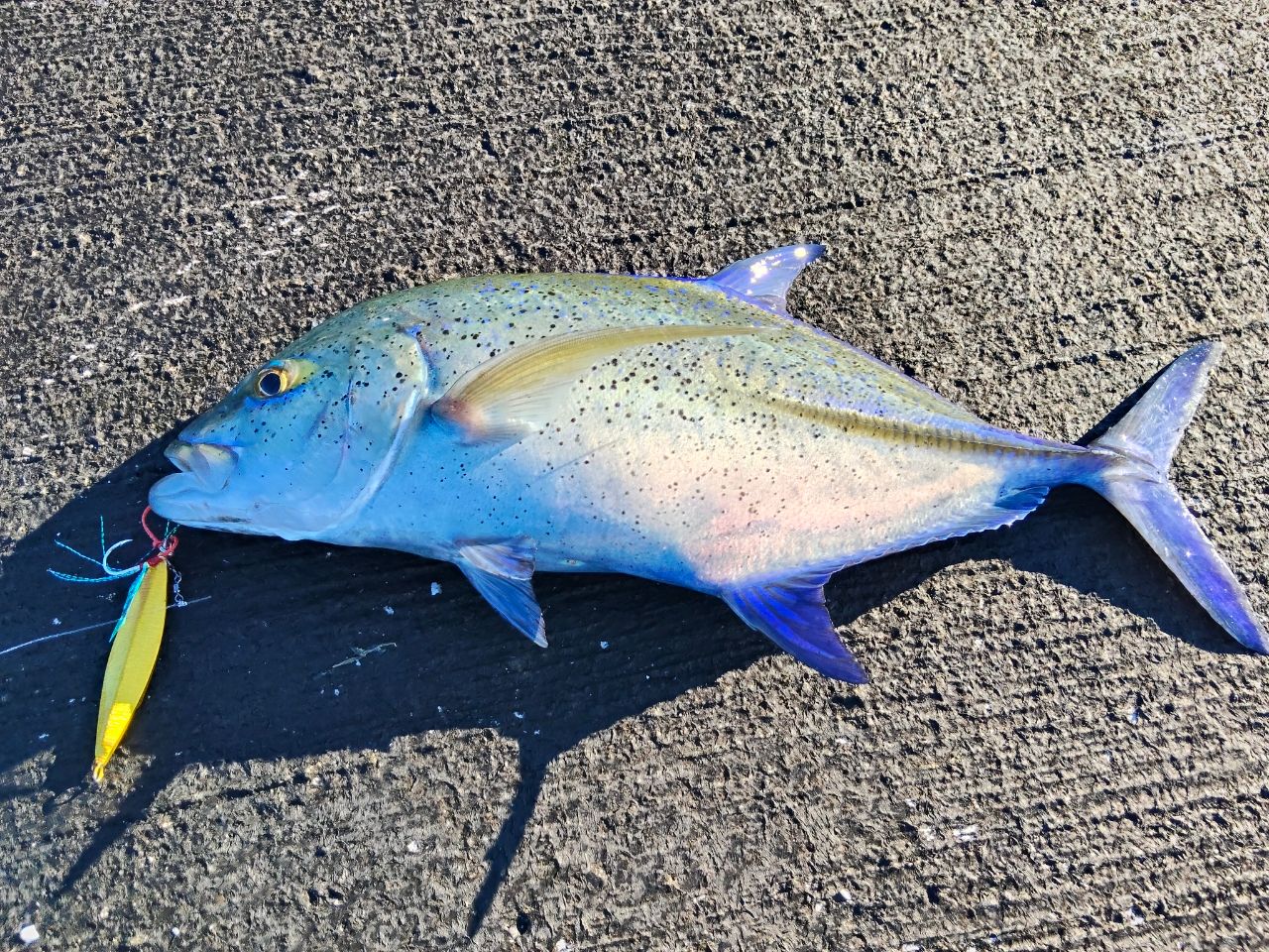 カスミアジの釣果写真