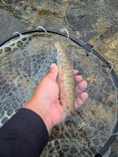 ヤマメの釣果