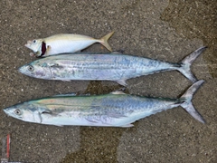 サゴシの釣果