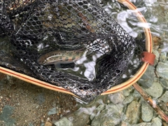 ヤマメの釣果