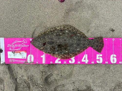 ヒラメの釣果