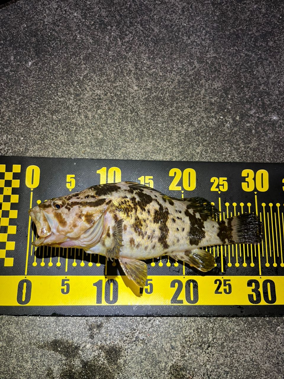 MajorCraft 鯵道 5G AD5-S582L/AJIの最安値・インプレ・釣果 | 本音の