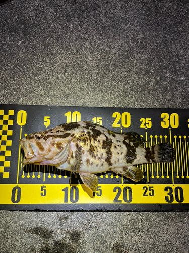 タケノコメバルの釣果