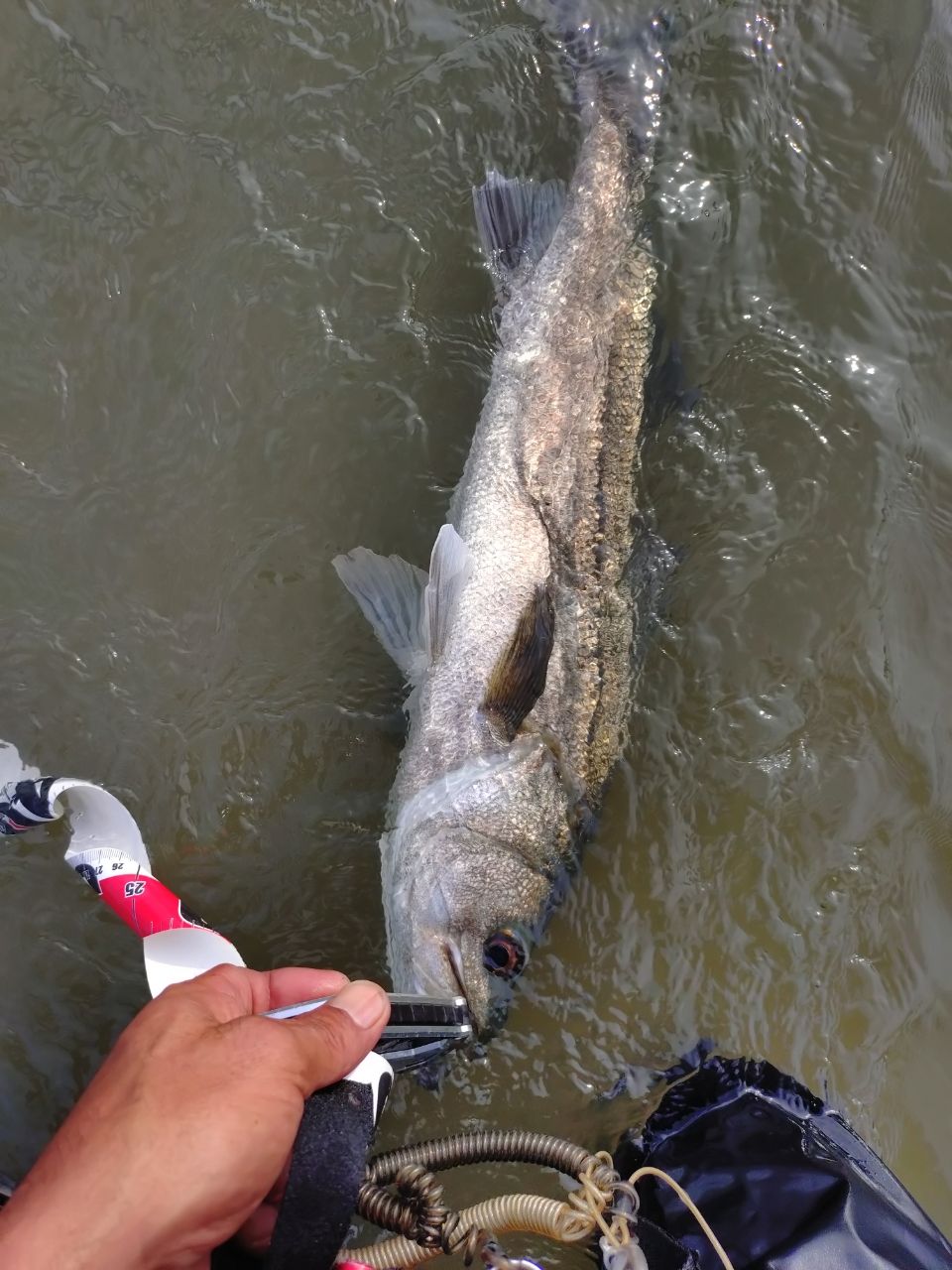 シーバスの釣果写真