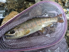 ヤマメの釣果