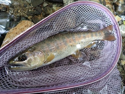 ヤマメの釣果