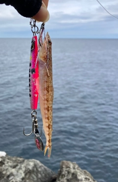 エソの釣果
