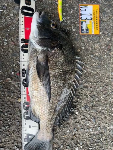 クロダイの釣果