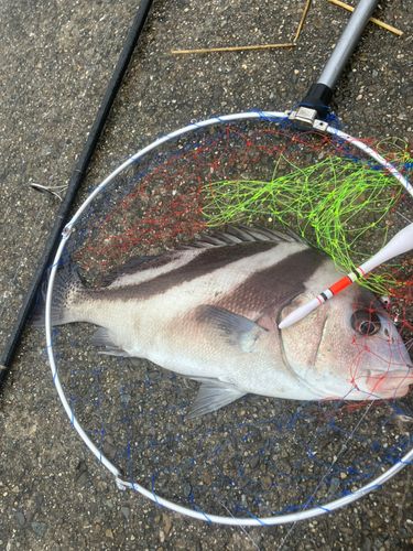 コショウダイの釣果