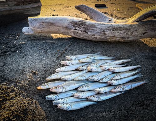 キスの釣果