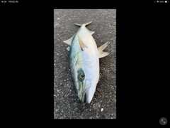 ブリの釣果