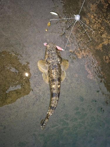 マゴチの釣果