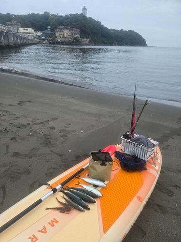 ゴマサバの釣果