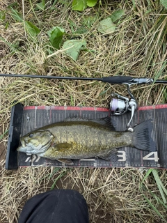 スモールマウスバスの釣果