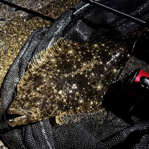ソゲの釣果