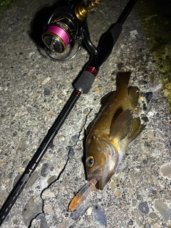 ガヤの釣果
