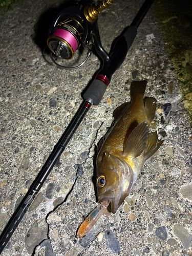 ガヤの釣果