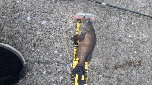 クロメバルの釣果