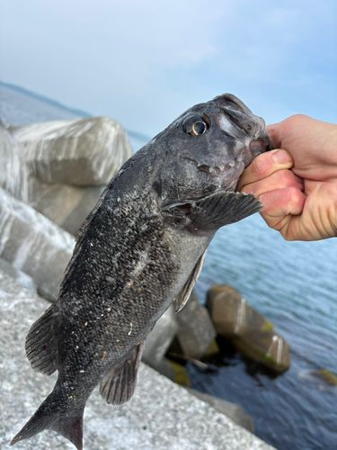 クロソイの釣果