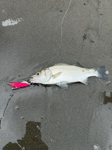セイゴ（マルスズキ）の釣果