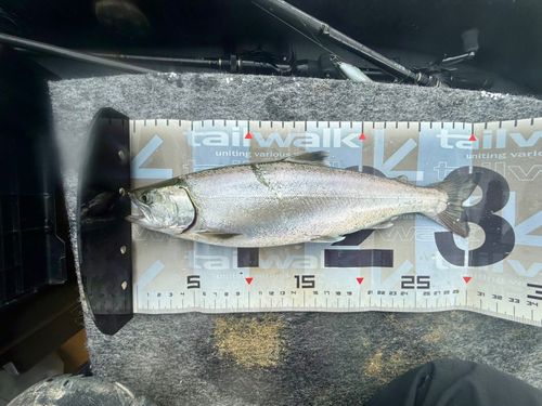 サクラマスの釣果