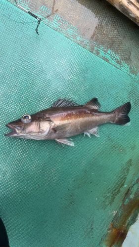 アラの釣果