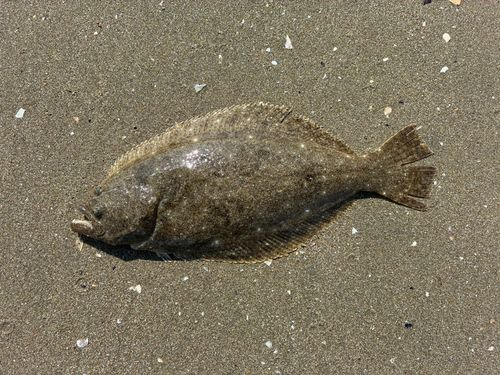 ソゲの釣果