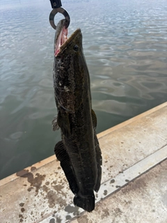 ライギョの釣果