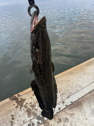 ライギョの釣果