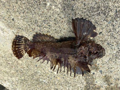 オニオコゼの釣果