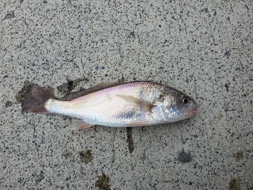 イシモチの釣果