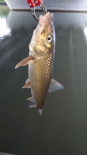 ニゴイの釣果