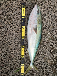 ワラサの釣果