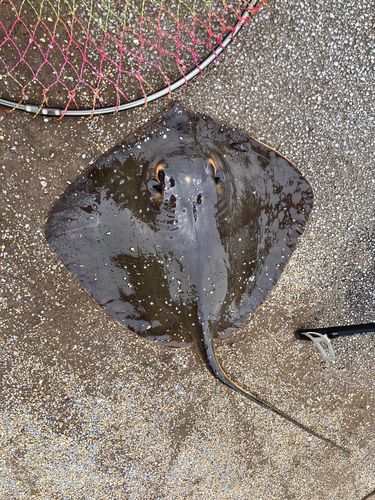 アカエイの釣果