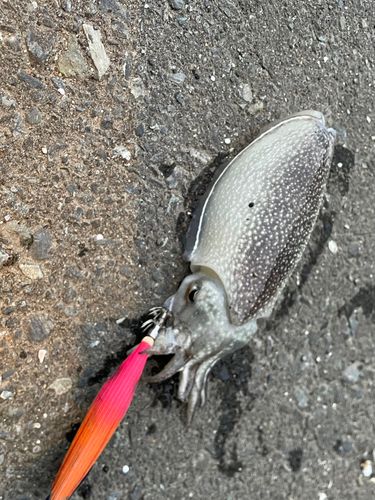 シリヤケイカの釣果