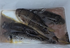 ショウサイフグの釣果