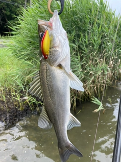 セイゴ（マルスズキ）の釣果