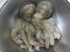 マダコの釣果