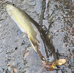 ナマズの釣果