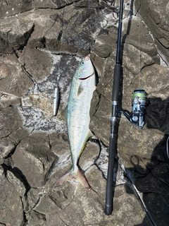 ブリの釣果