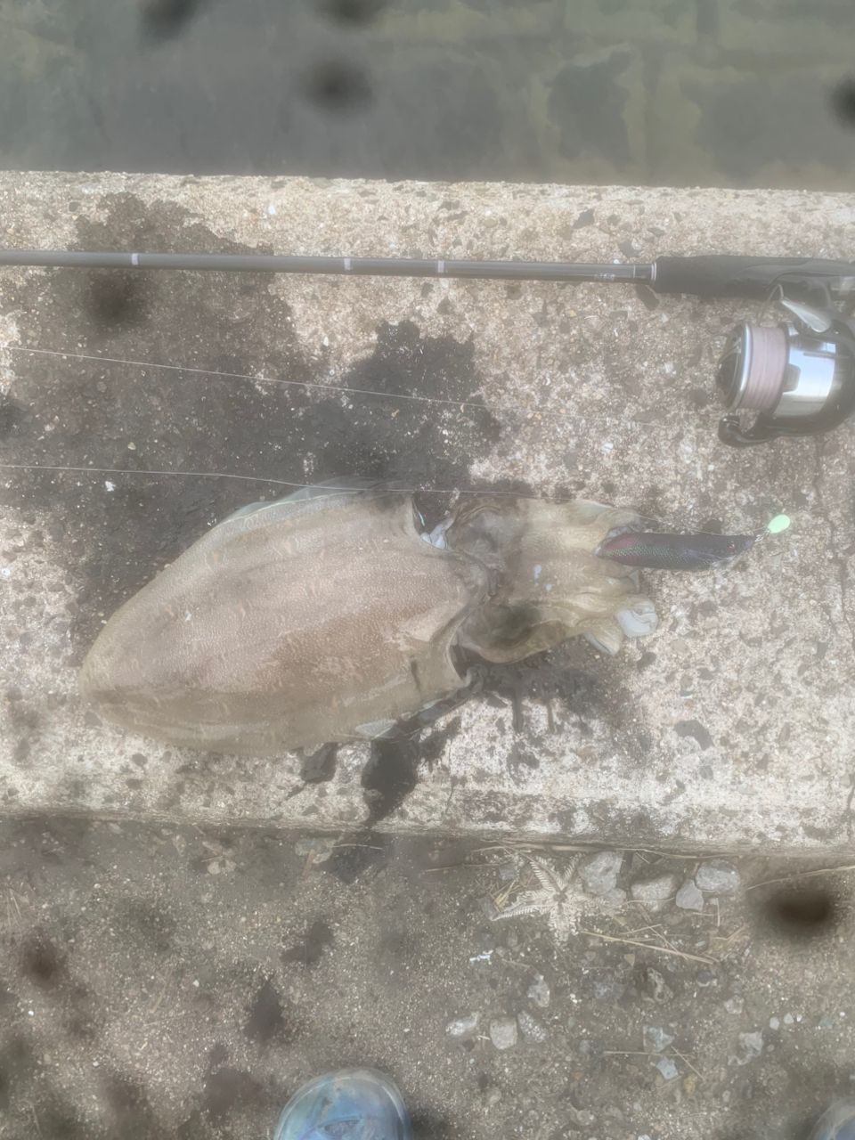 モンゴウイカの釣果写真