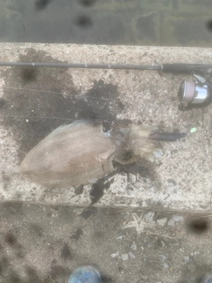 モンゴウイカの釣果