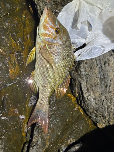 ハマフエフキの釣果